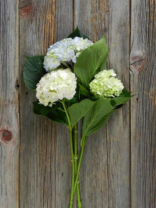 BEST SELLER HYDRANGEA BOX WITH 10 WHITE, 10  BLUE, & 10 MINI GREEN